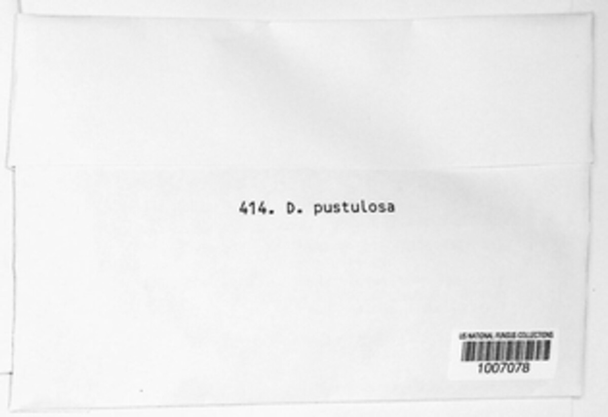 Metadiplodia pustulosa image
